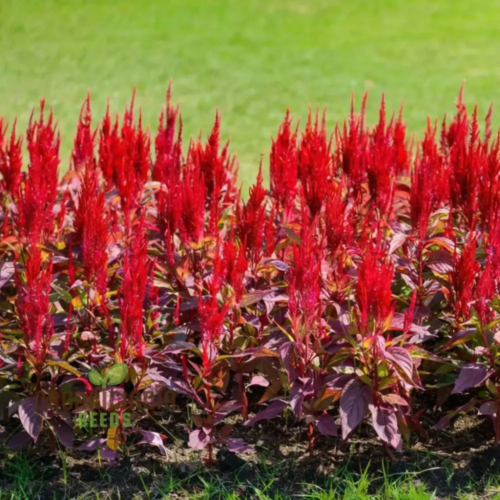 Celosia Red Fire Flower Seeds - Vibrant Blooms Easy To Grow Stunning Addition Any Garden Seeds