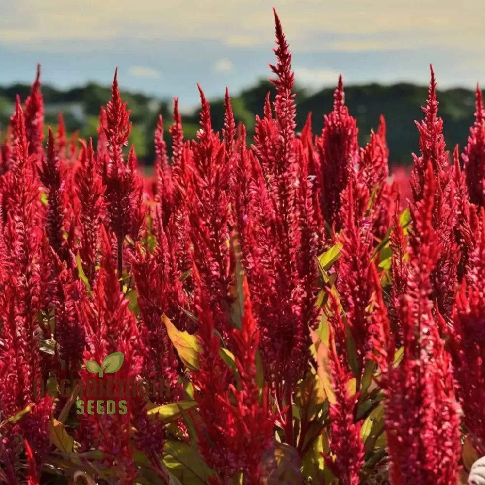 Celosia Red Fire Flower Seeds - Vibrant Blooms Easy To Grow Stunning Addition Any Garden Seeds