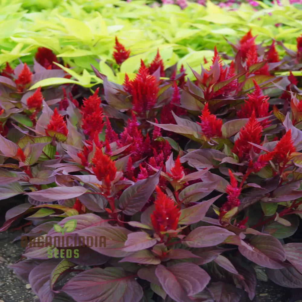 Celosia Red Fire Flower Seeds - Vibrant Blooms Easy To Grow Stunning Addition Any Garden Seeds