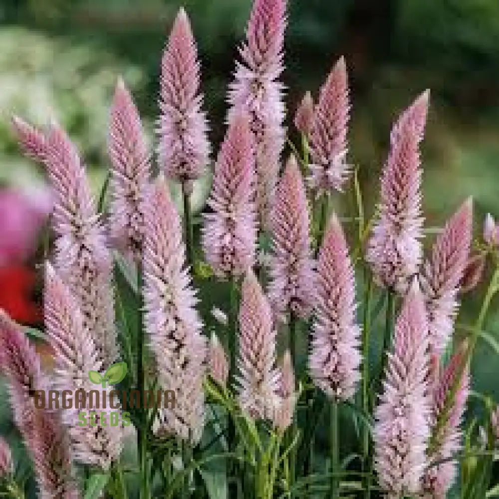 Celosia Spicata Sharon Seeds For Gardening - Vibrant Blooms Your Garden Ideal Long-Lasting Color