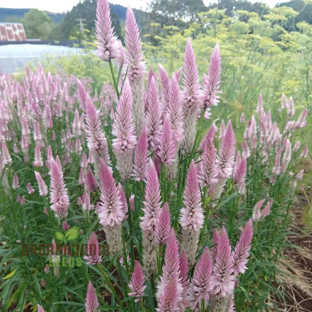 Celosia Spicata Sharon Seeds For Gardening - Vibrant Blooms Your Garden Ideal Long-Lasting Color