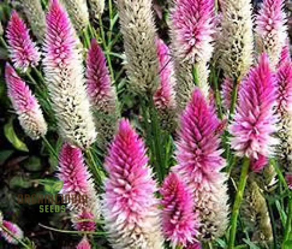 Celosia Spicata Sharon Seeds For Gardening - Vibrant Blooms Your Garden Ideal Long-Lasting Color