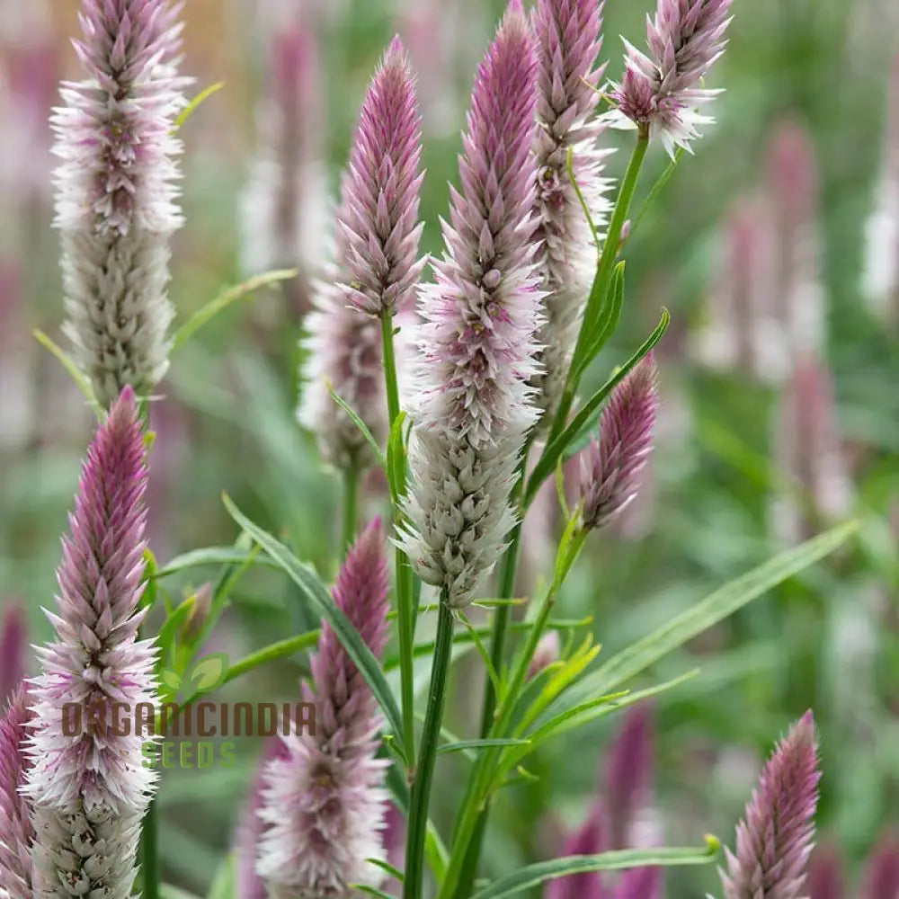 Celosia Spicata Sharon Seeds For Gardening - Vibrant Blooms Your Garden Ideal Long-Lasting Color