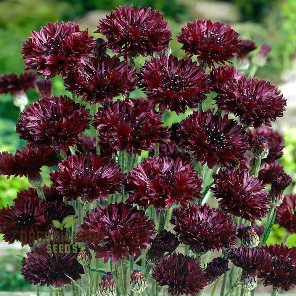 Centaura Cyanus ’Black Ball’ Flower Seeds For Planting Premium Quality Stunning Garden Blooms