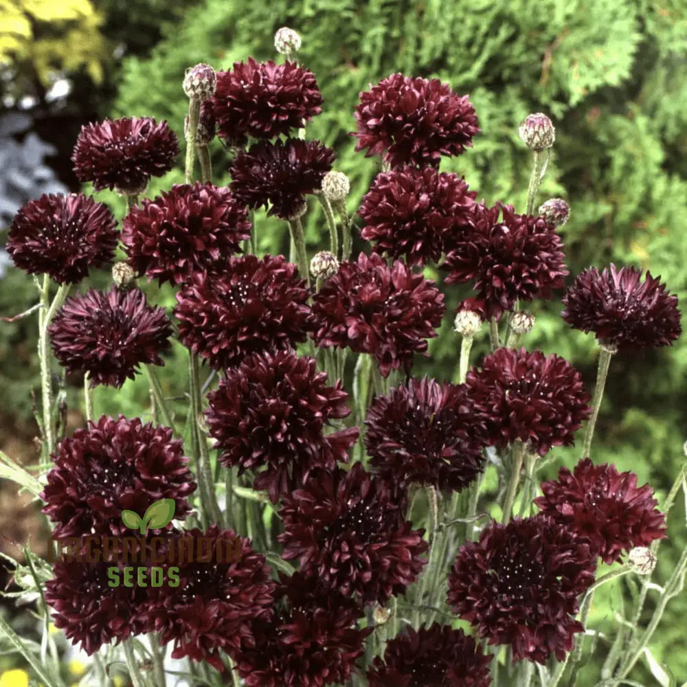 Centaura Cyanus ’Black Ball’ Flower Seeds For Planting Premium Quality Stunning Garden Blooms