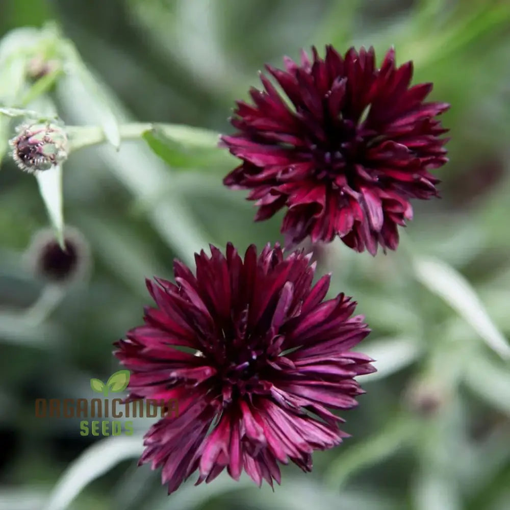 Centaura Cyanus ’Black Ball’ Flower Seeds For Planting Premium Quality Stunning Garden Blooms