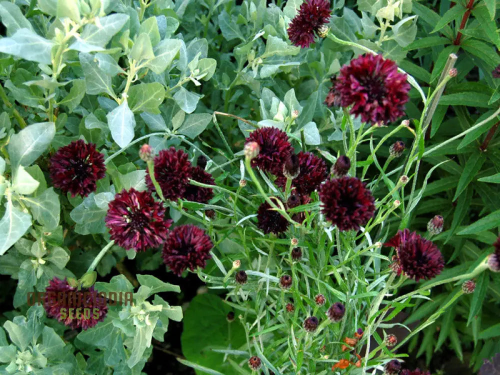 Centaura Cyanus ’Black Ball’ Flower Seeds For Planting Premium Quality Stunning Garden Blooms