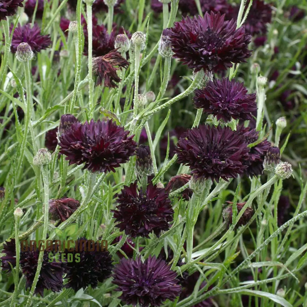 Centaura Cyanus ’Black Ball’ Flower Seeds For Planting Premium Quality Stunning Garden Blooms