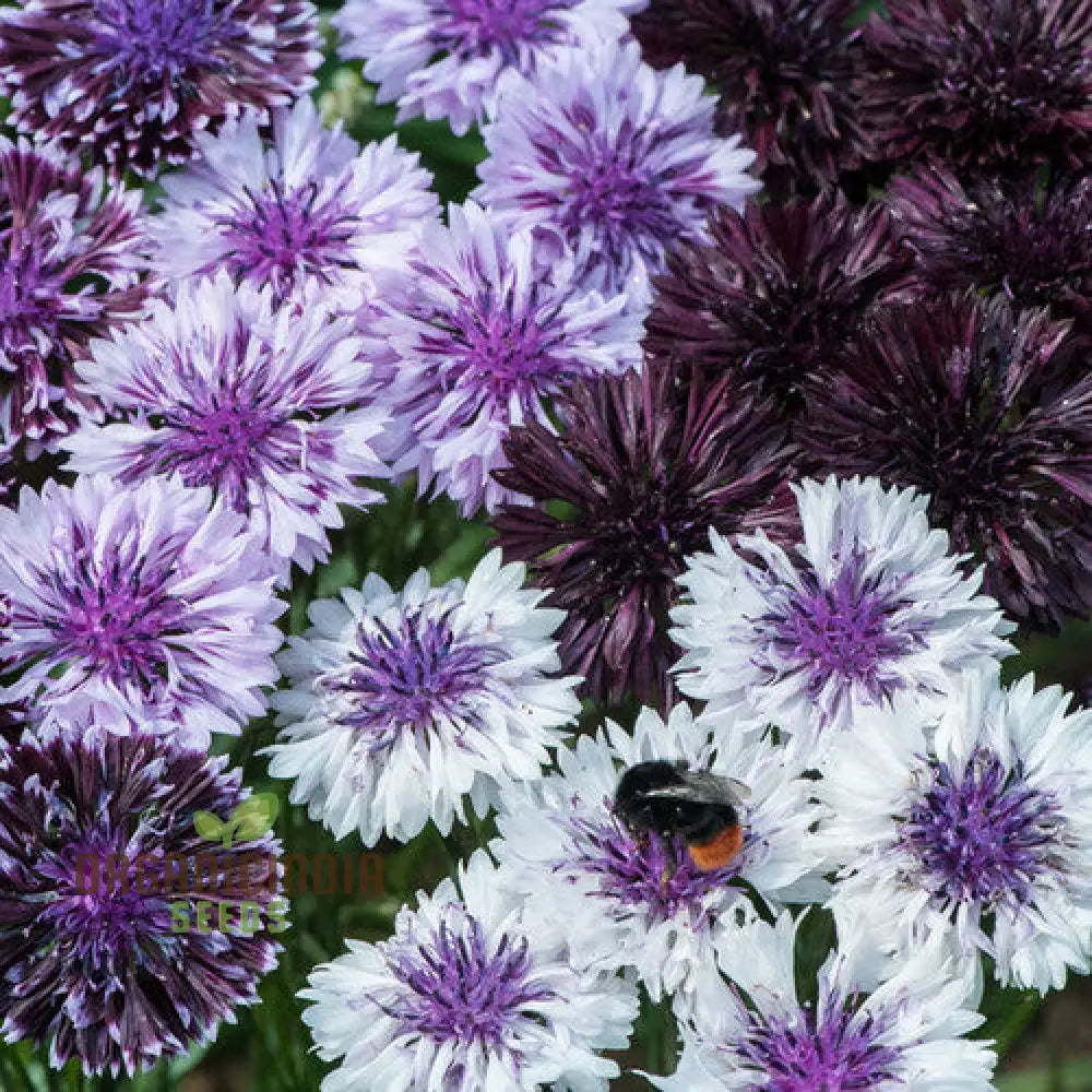 Centaurea Cyanus ’Classic Magic’ Flower Seeds Premium Quality For Stunning Garden Blooms