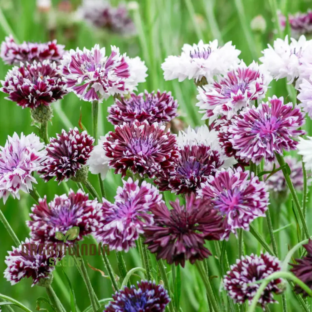 Centaurea Cyanus ’Classic Magic’ Flower Seeds Premium Quality For Stunning Garden Blooms