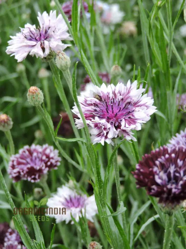 Centaurea Cyanus ’Classic Magic’ Flower Seeds Premium Quality For Stunning Garden Blooms