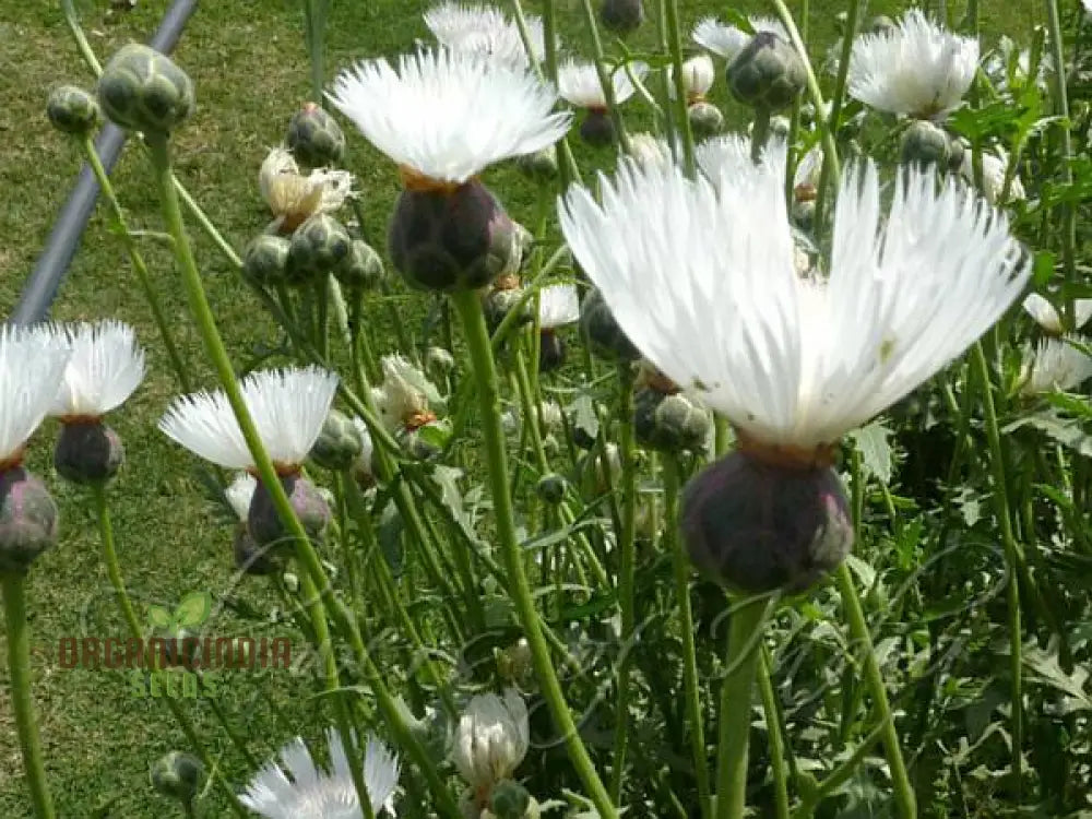 Centaurea Moschata White Flower Seeds Premium Quality For Stunning Garden Blooms Ideal Gardening