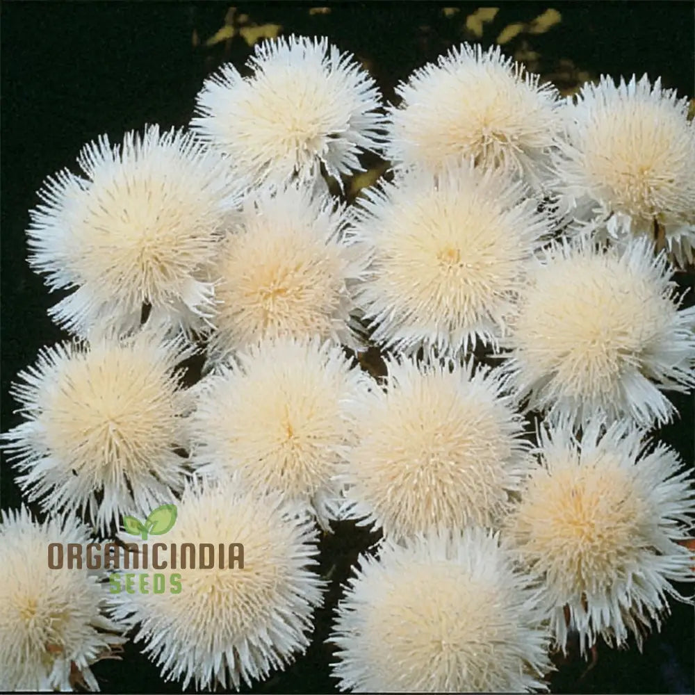 Centaurea Moschata White Flower Seeds Premium Quality For Stunning Garden Blooms Ideal Gardening