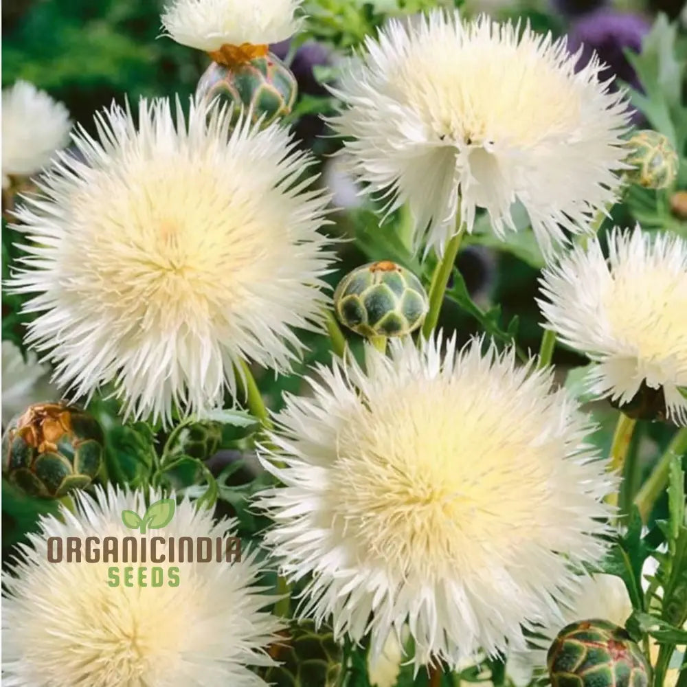 Centaurea Moschata White Flower Seeds Premium Quality For Stunning Garden Blooms Ideal Gardening