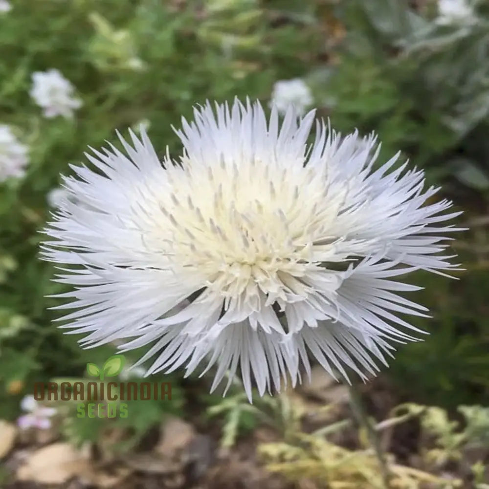 Centaurea Moschata White Flower Seeds Premium Quality For Stunning Garden Blooms Ideal Gardening