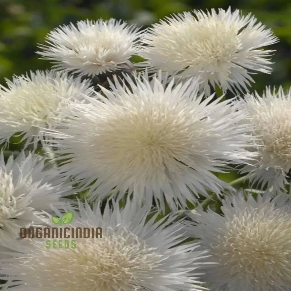 Centaurea Moschata White Flower Seeds Premium Quality For Stunning Garden Blooms Ideal Gardening