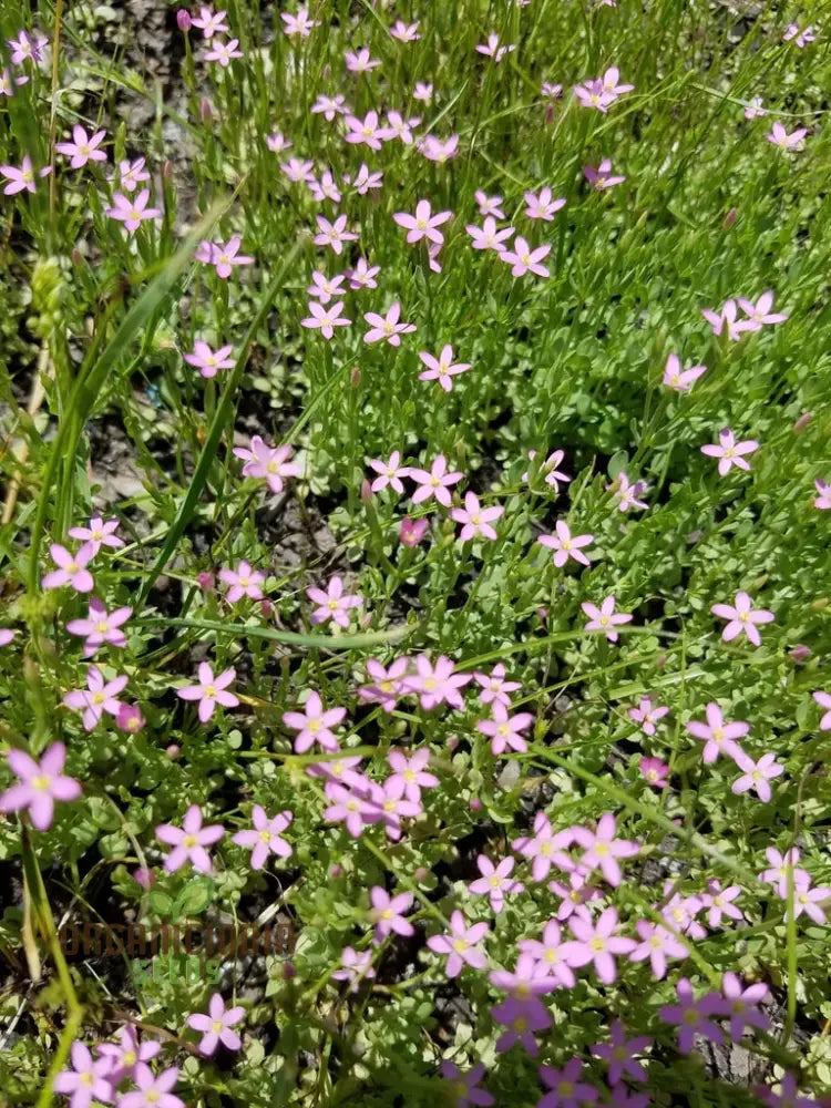 Centaurium Scilloides Flower Seeds For Planting Premium Quality Beautiful Garden Blooms Seeds