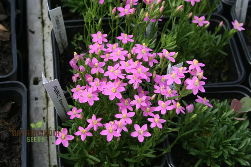 Centaurium Scilloides Flower Seeds For Planting Premium Quality Beautiful Garden Blooms Seeds