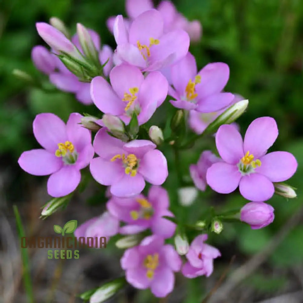 Centaurium Scilloides Flower Seeds For Planting Premium Quality Beautiful Garden Blooms Seeds