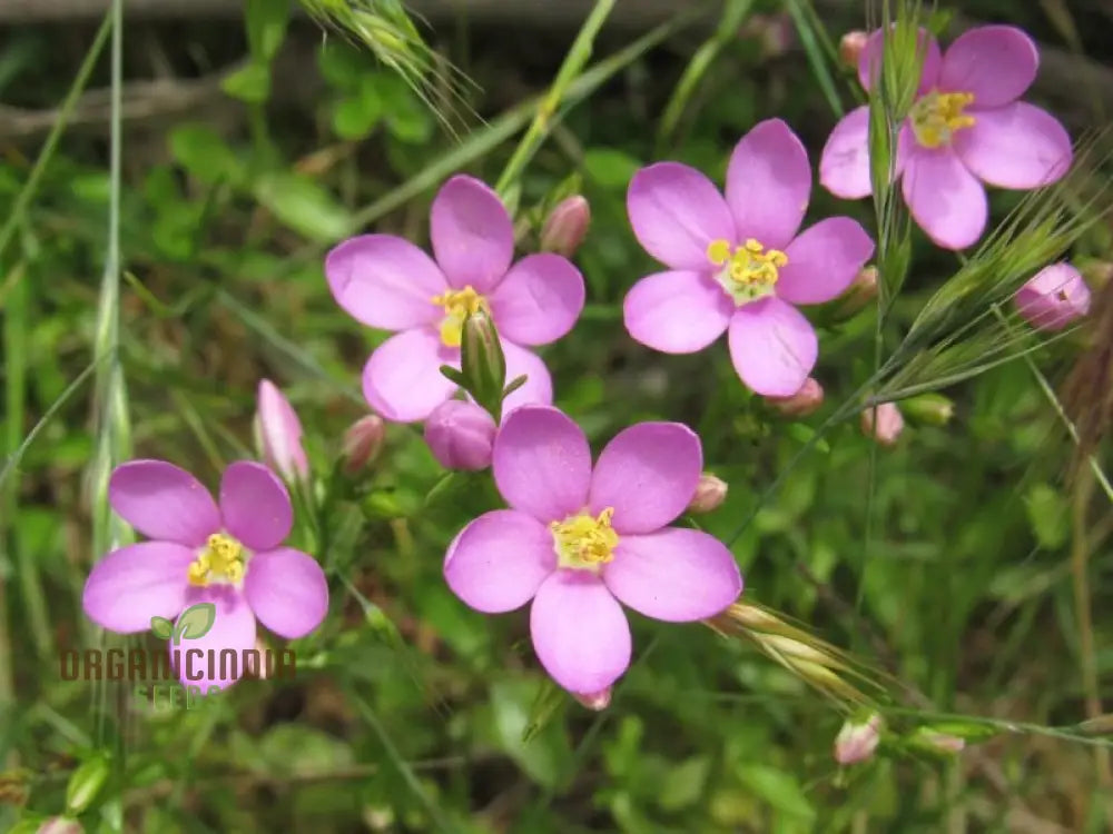 Centaurium Scilloides Flower Seeds For Planting Premium Quality Beautiful Garden Blooms Seeds