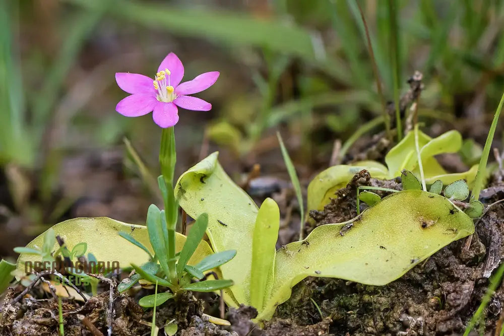 Centaurium Scilloides Flower Seeds For Planting Premium Quality Beautiful Garden Blooms Seeds