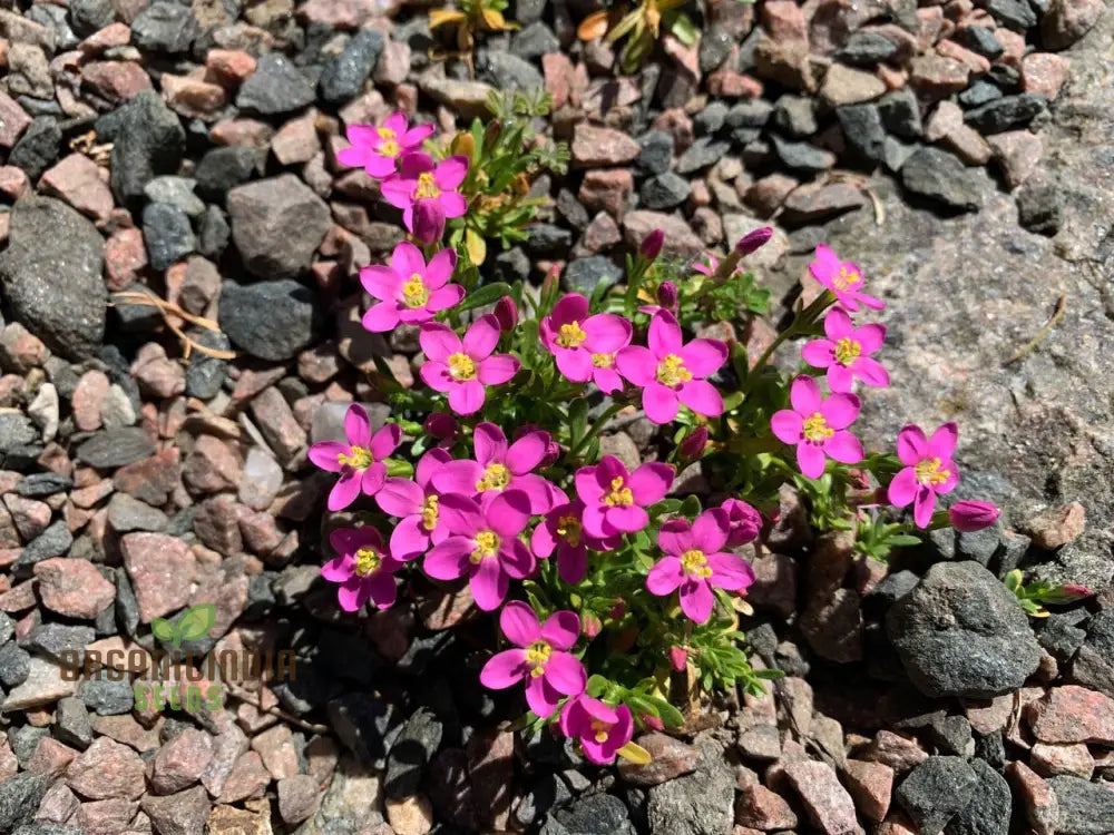 Centaurium Scilloides Flower Seeds For Planting Premium Quality Beautiful Garden Blooms Seeds