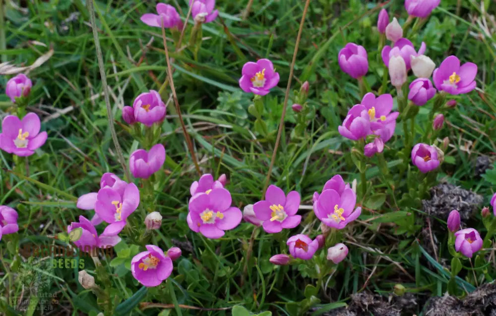 Centaurium Scilloides Flower Seeds For Planting Premium Quality Beautiful Garden Blooms Seeds