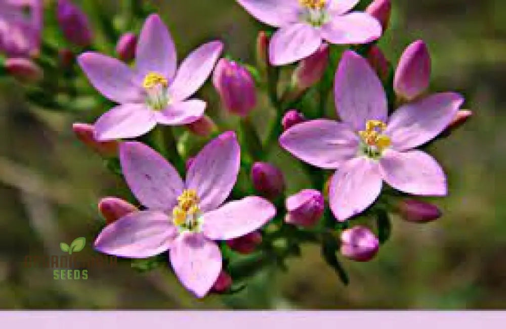 Centaury Seeds For Your Garden | High-Quality Gardening