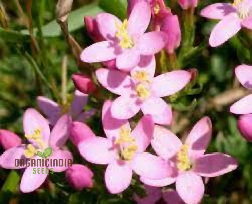 Centaury Seeds For Your Garden | High-Quality Gardening