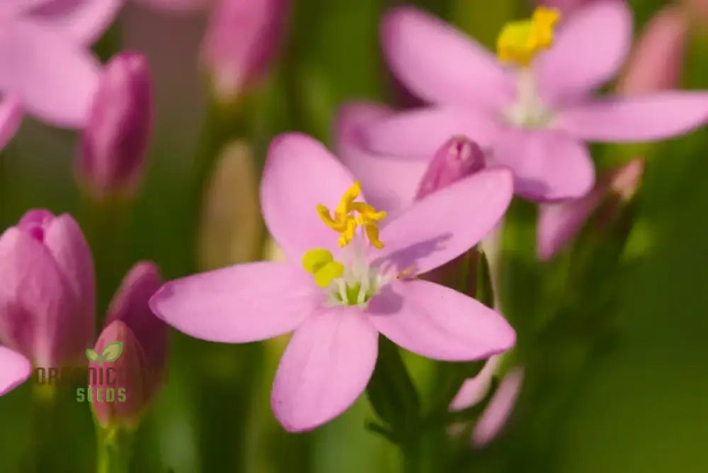 Centaury Seeds For Your Garden | High-Quality Gardening