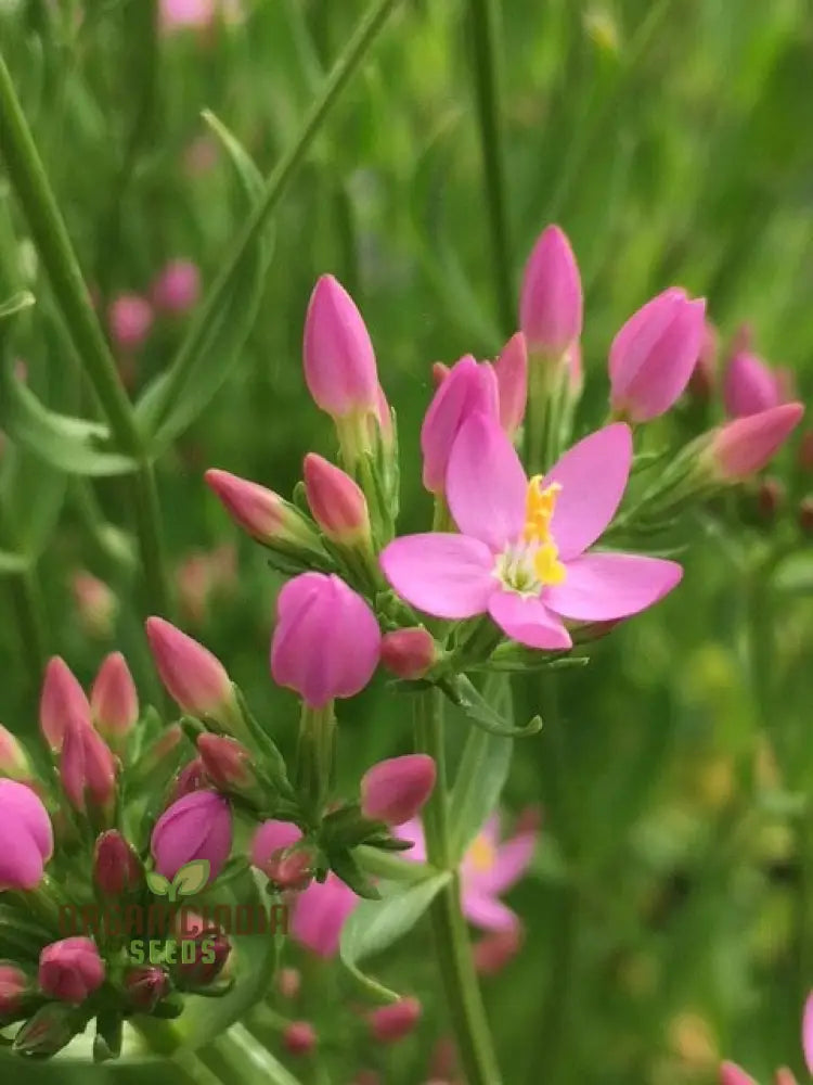 Centaury Seeds For Your Garden | High-Quality Gardening