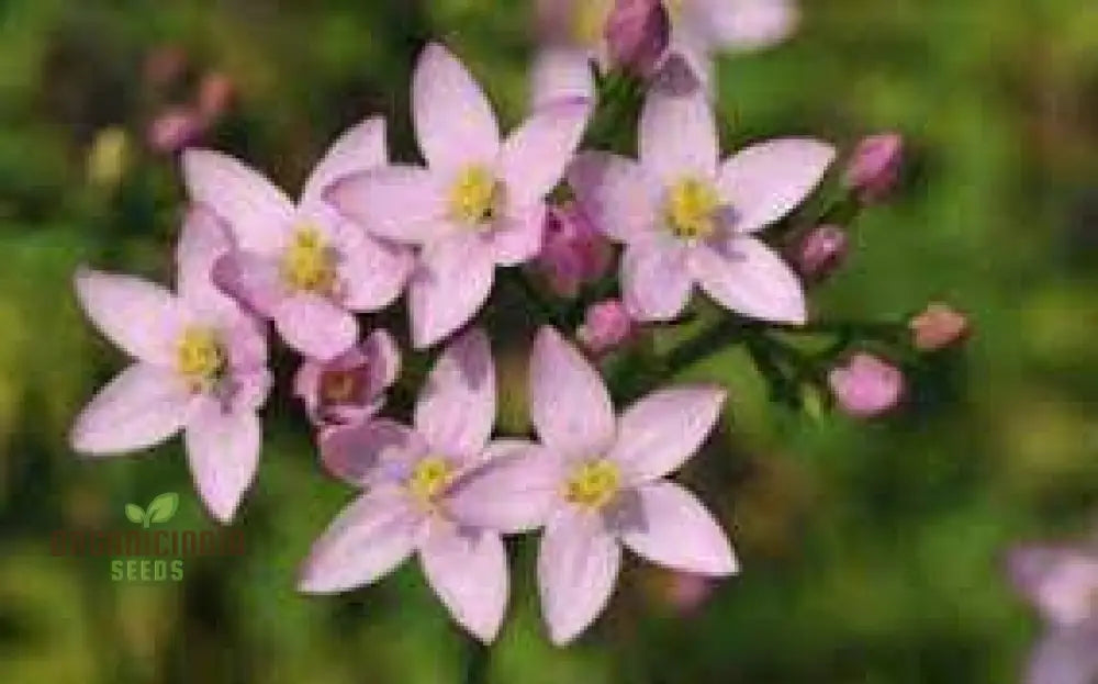 Centaury Seeds For Your Garden | High-Quality Gardening