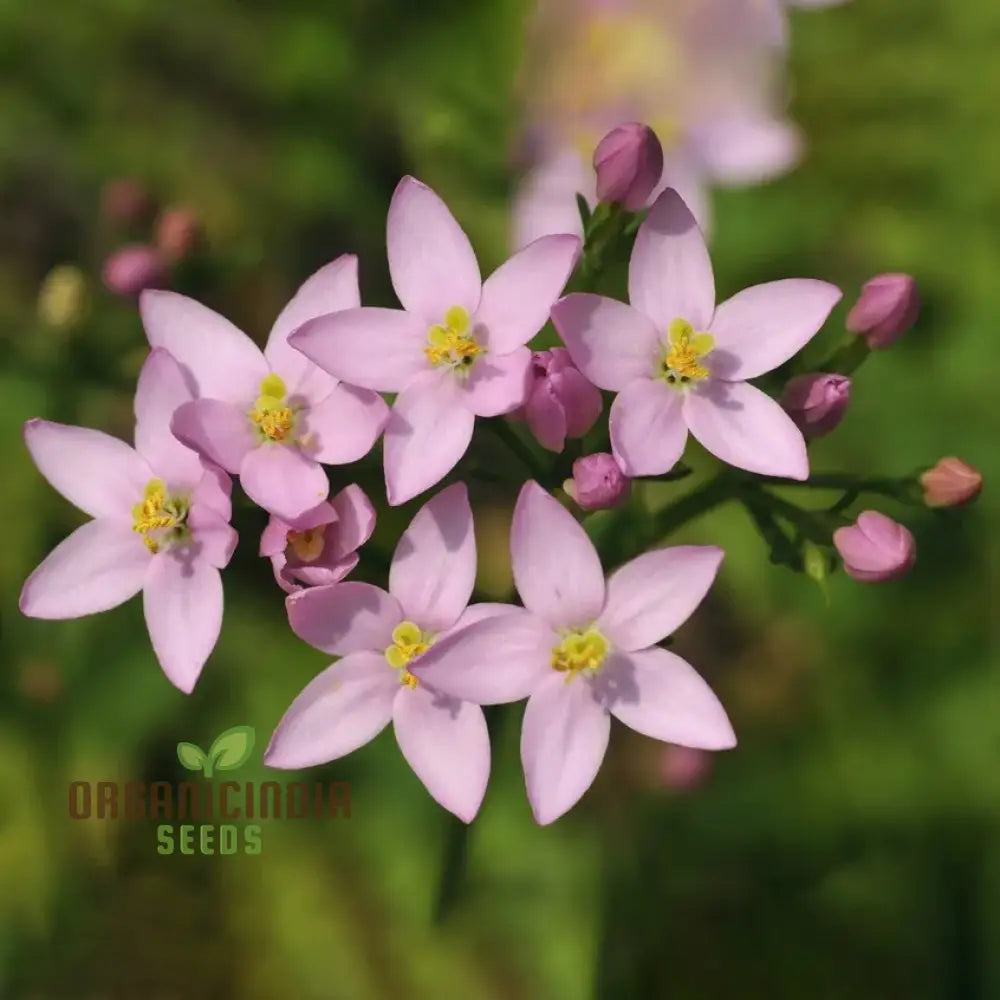 Centaury Seeds For Your Garden | High-Quality Gardening