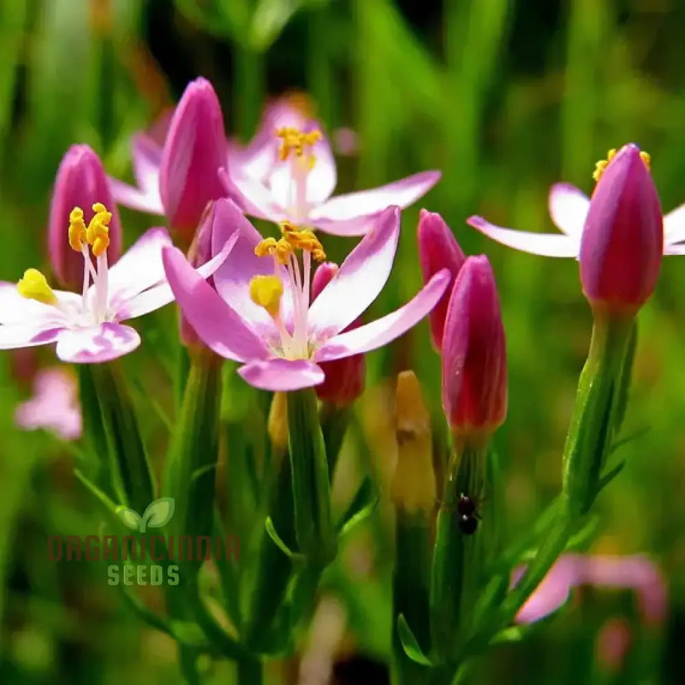 Centaury Seeds For Your Garden | High-Quality Gardening