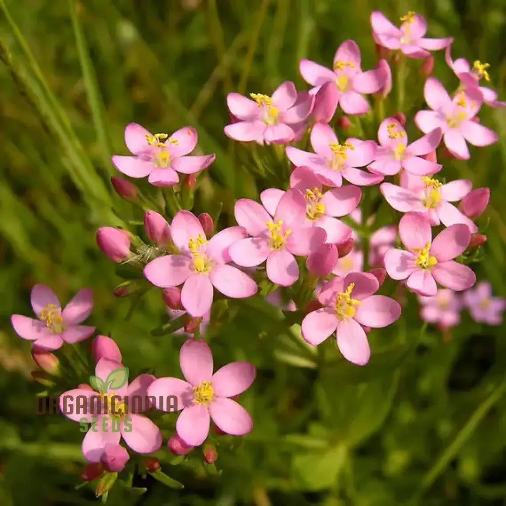 Centaury Seeds For Your Garden | High-Quality Gardening