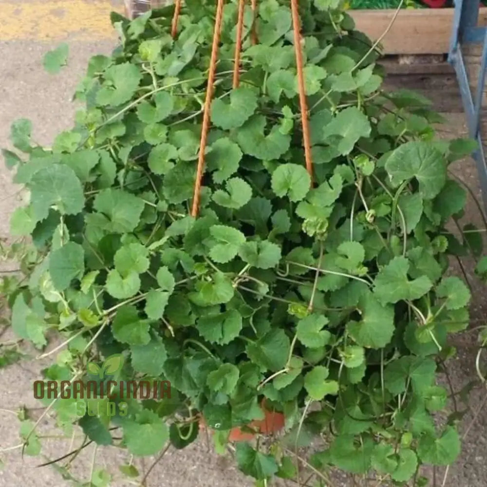 Centella Asiatica Seeds - Cultivate Your Own Medicinal And Nutritious Herb Garden Plant