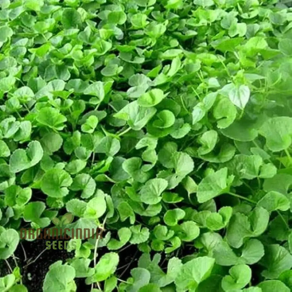 Centella Asiatica Seeds - Cultivate Your Own Medicinal And Nutritious Herb Garden Plant