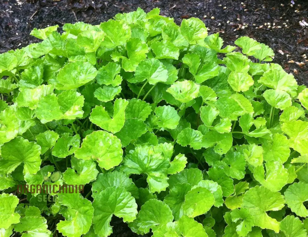 Centella Asiatica Seeds - Cultivate Your Own Medicinal And Nutritious Herb Garden Plant