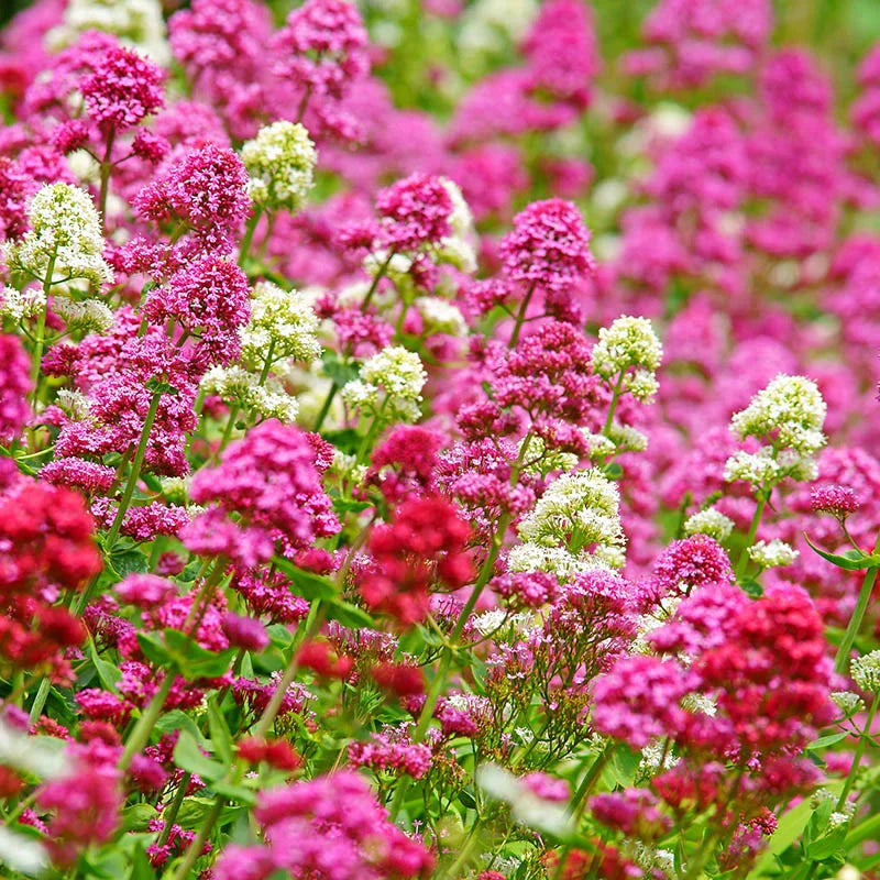 Pretty Betsy Centranthus Ruber Var Coccineus Seeds, Planting, 100 pcs - Flower seeds