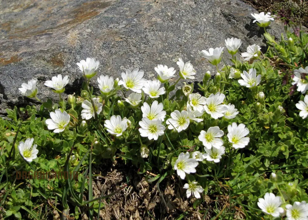 Cerastium Alpinum Lanatum Flower Seeds Premium Quality For Beautiful Alpine Garden Blooms Seeds