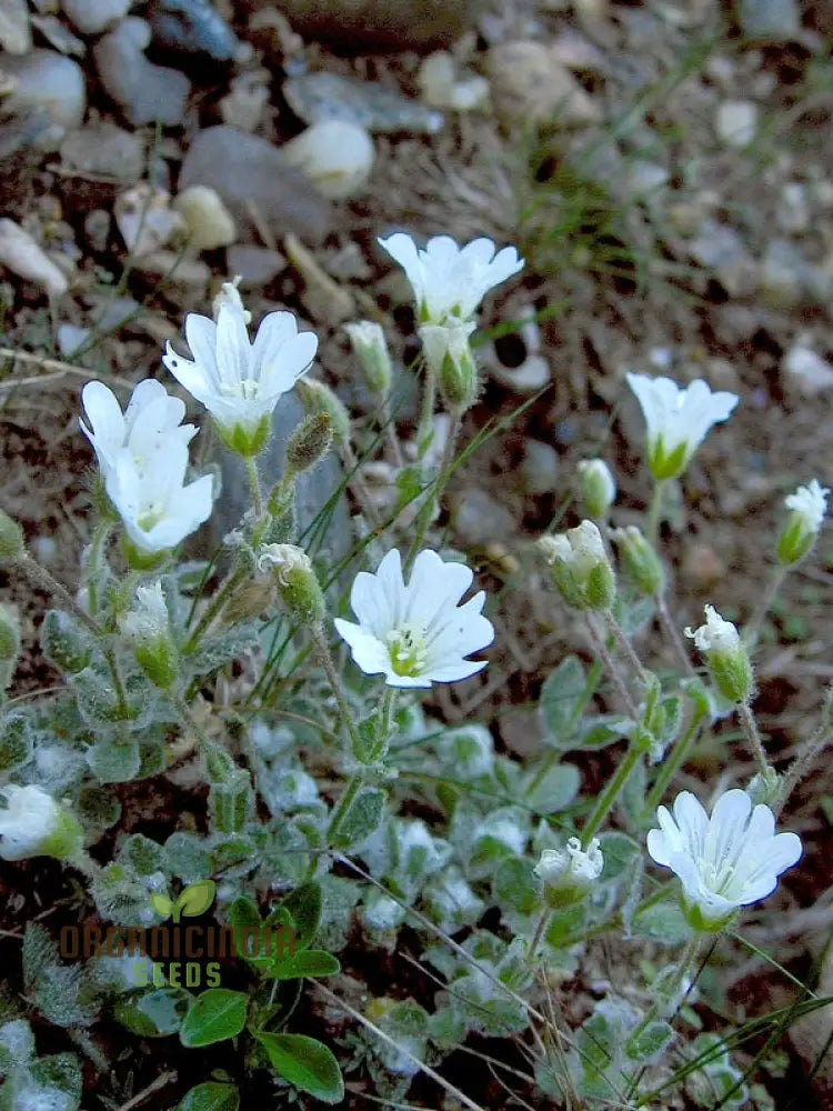 Cerastium Alpinum Lanatum Flower Seeds Premium Quality For Beautiful Alpine Garden Blooms Seeds