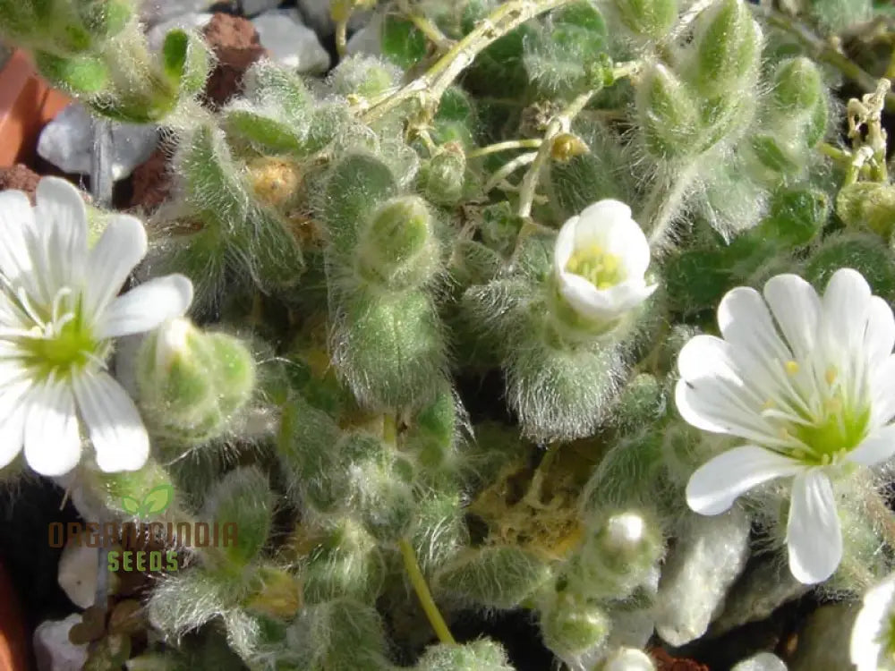 Cerastium Alpinum Lanatum Flower Seeds Premium Quality For Beautiful Alpine Garden Blooms Seeds