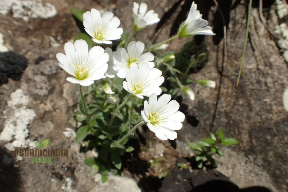 Cerastium Alpinum Lanatum Flower Seeds Premium Quality For Beautiful Alpine Garden Blooms Seeds