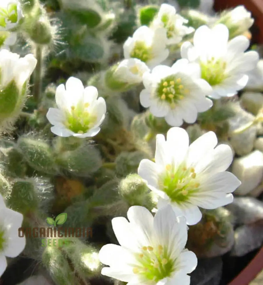 Cerastium Alpinum Lanatum Flower Seeds Premium Quality For Beautiful Alpine Garden Blooms Seeds