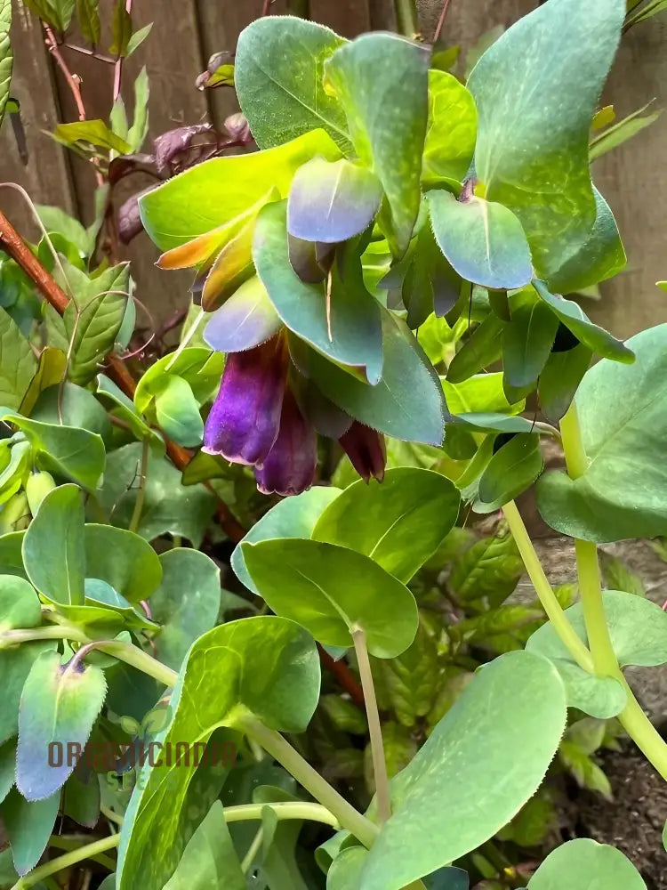 Cerinthe Major Purpurascens Seeds – Elevate Your Gardening Experience With Striking Unusual Blooms