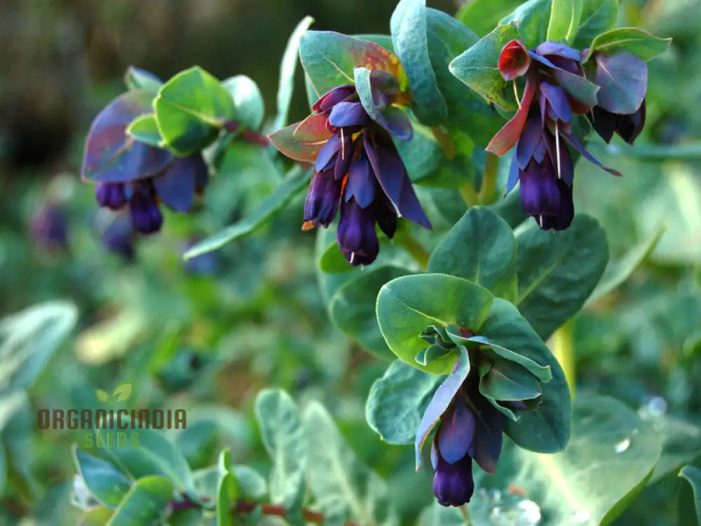 Cerinthe Major Purpurascens Seeds – Elevate Your Gardening Experience With Striking Unusual Blooms