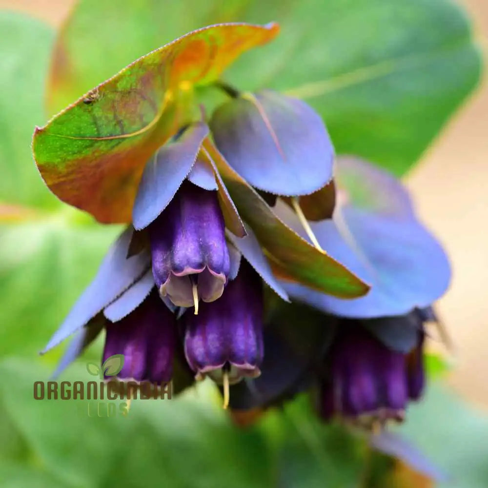 Cerinthe Major Purpurascens Seeds – Elevate Your Gardening Experience With Striking Unusual Blooms