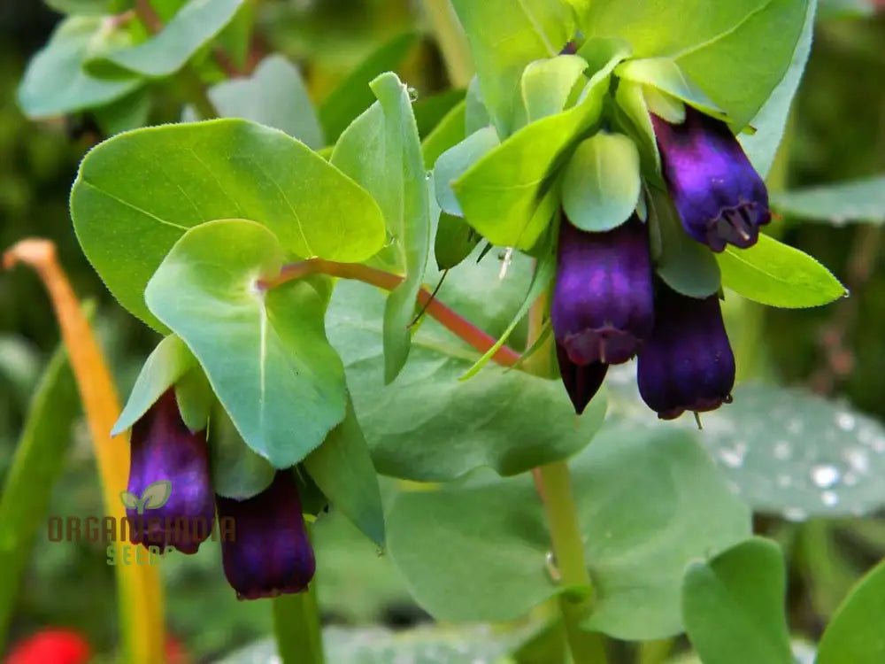 Cerinthe Major Purpurascens Seeds – Elevate Your Gardening Experience With Striking Unusual Blooms