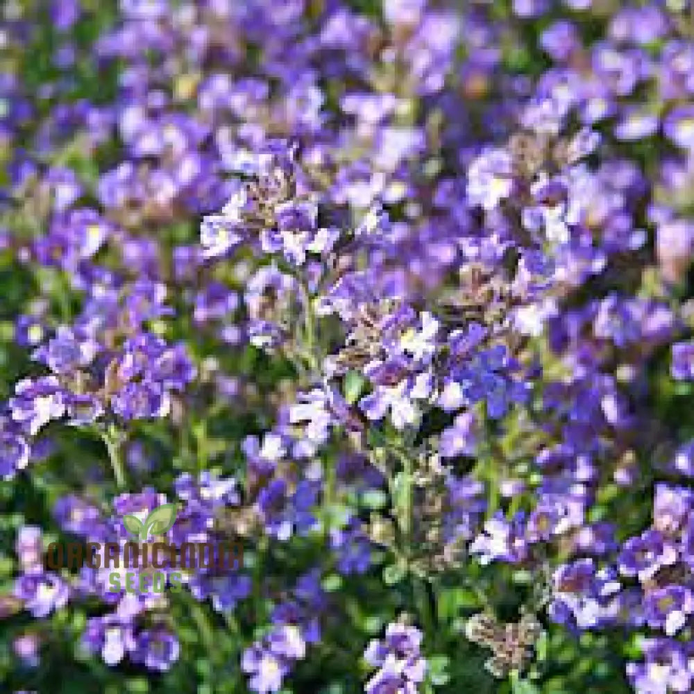 Chaenorhinum ’Blue Dream’ Flower Seeds Premium Quality For Stunning Garden Blooms Seeds