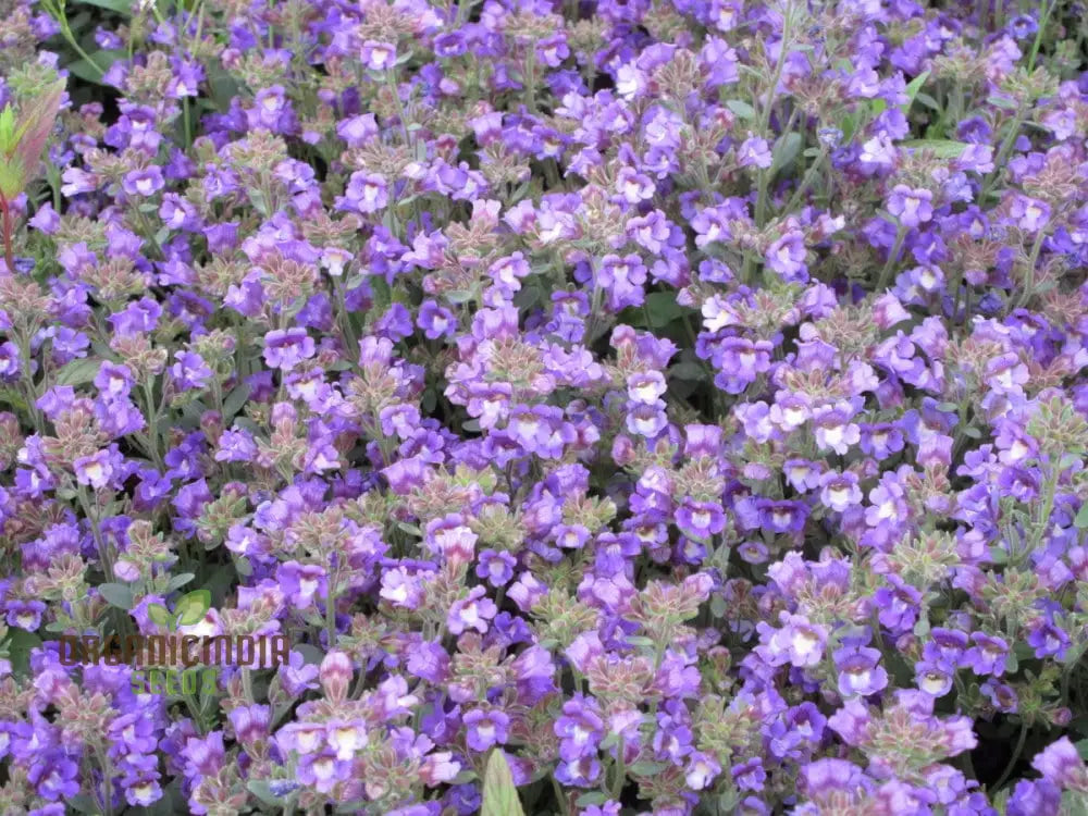 Chaenorhinum ’Blue Dream’ Flower Seeds Premium Quality For Stunning Garden Blooms Seeds